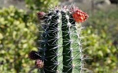 Close-Up of a Cactus