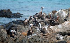 Pelicans resting on shore