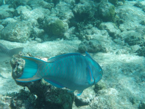 Aruba Snorkeling 12-06 004.jpg