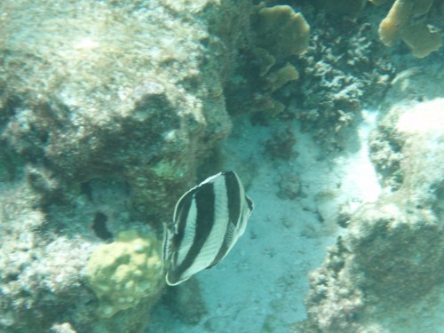 Aruba Snorkeling 12-06 006.jpg